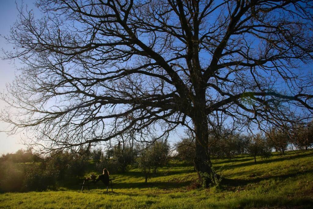 Villa La Casina Della Quercia, Your Tuscan Oak Tree House Osteria Delle Noci Exterior foto